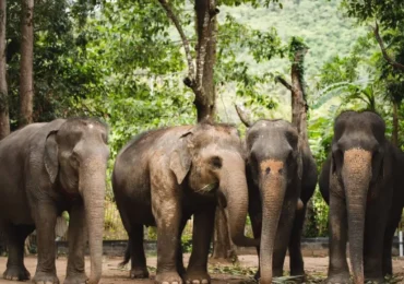 Keemala Hotel Phuket